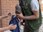Nacen en una azotea de Leganés cuatro ejemplares de halcón peregrino