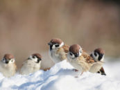 Cómo ayudar a las aves durante una ola de frío