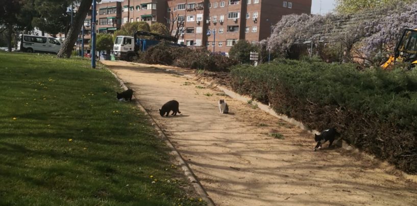 La colonia felina del parque Miguel de Cervantes en peligro por las obras
